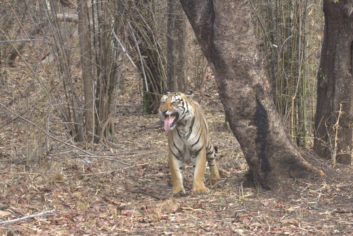 Tiger Safari In Bandhavgarh |