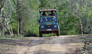 Bandipur Tiger Reserve