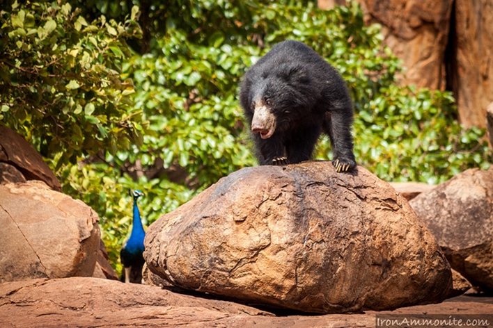 Hampi Wildlife Sanctuary