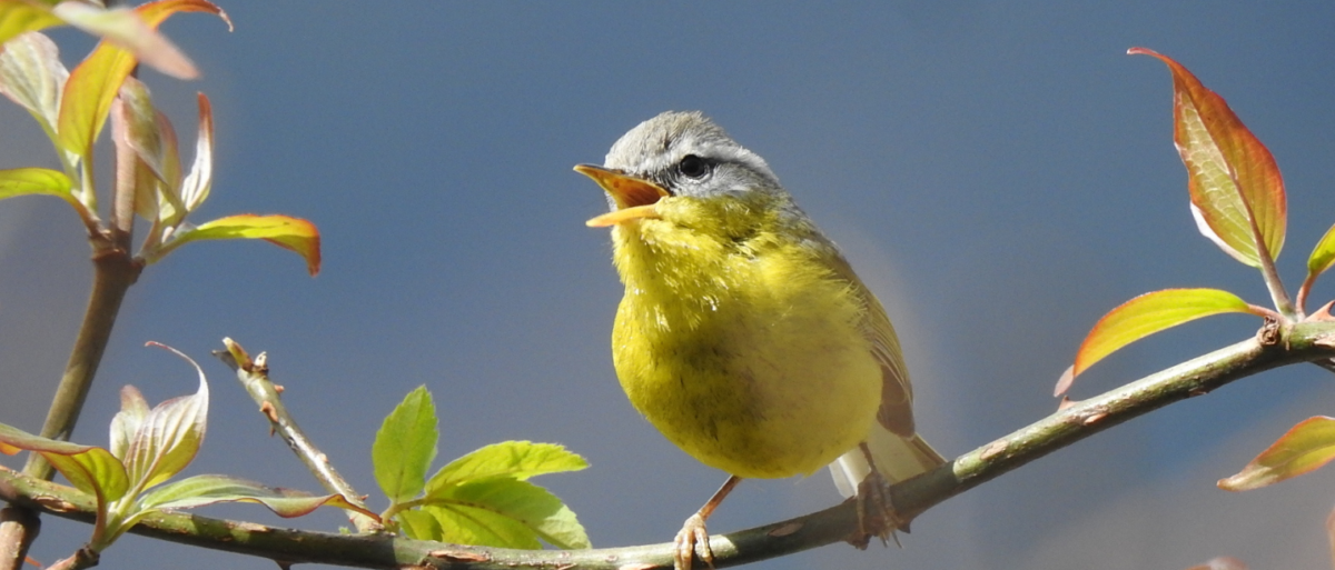 Bird Photography In Uttarakghand