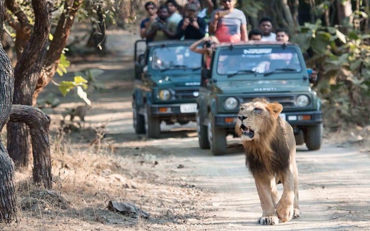 Wildlife Safari In Sasan Gir