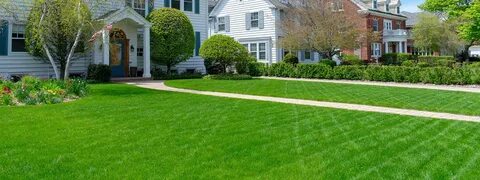 Protect Your Lawn