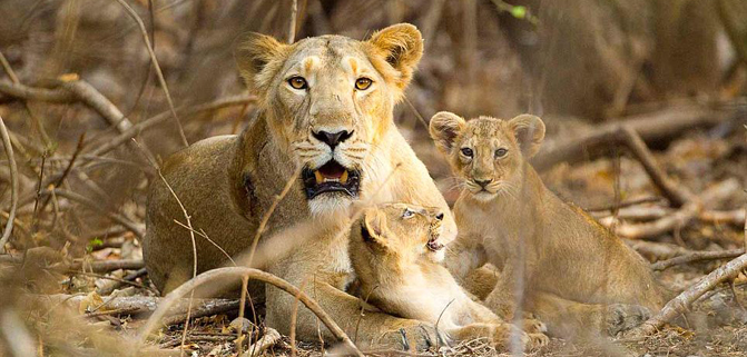 Sasan Gir Tour Packages