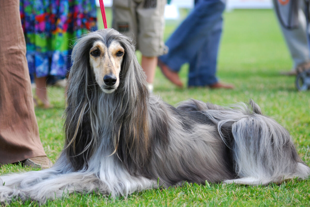 Afghan Hound Dogs