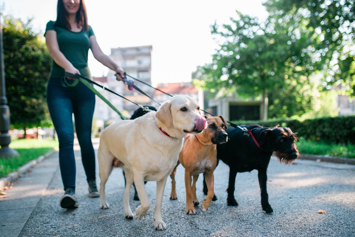 Dog Walking West London