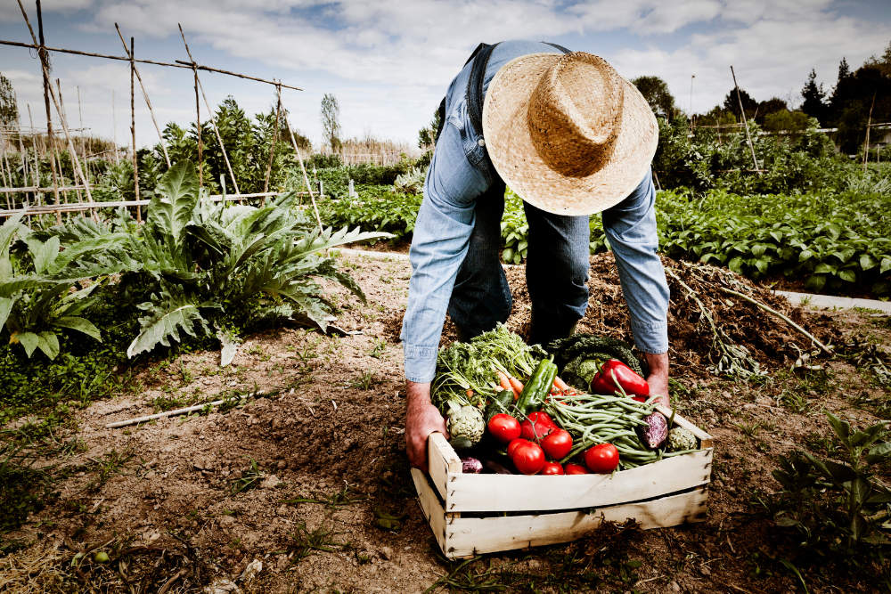 How to Start a Vegetable Garden