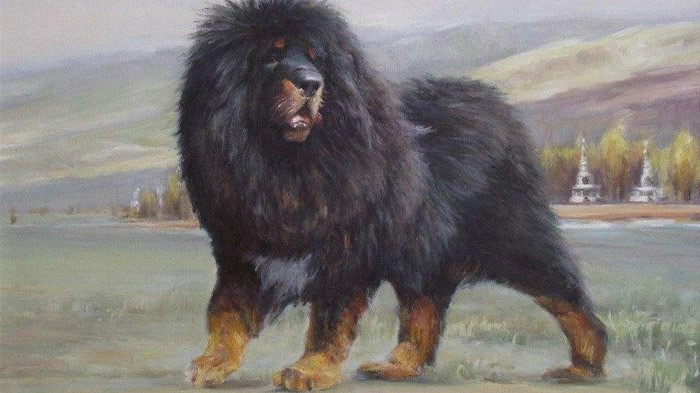 Tibetan Mastiff