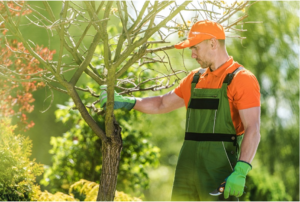 tree removal