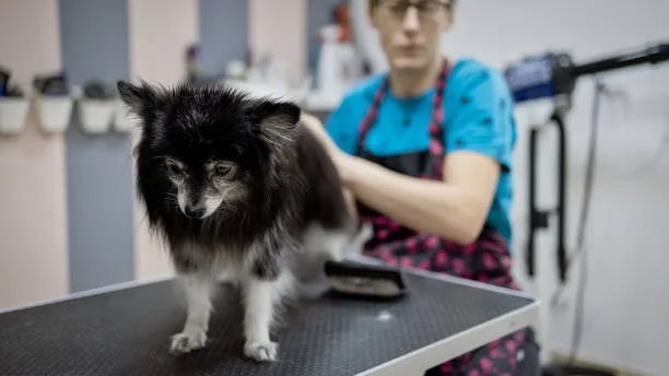 If you love dogs and are passionate about working with animals, a career as a dog groomer could be a perfect fit. Dog grooming is an essential part of pet care, and as the demand for professional groomers continues to grow, it offers a rewarding and fulfilling career. But how do you become a dog groomer, and what steps do you need to take to start your journey in this profession? In this ultimate guide, we’ll walk you through the steps of becoming a successful dog groomer and help you get on the path to a career that’s as rewarding as it is fun. Understand the Role of a Dog Groomer Before embarking on any career, it’s important to understand what the job entails. Dog grooming goes beyond just brushing fur—it involves a wide range of responsibilities. Basic Grooming Services Dog grooming includes services like bathing, brushing, trimming, and nail clipping. Groomers also clean ears, express anal glands, and style coats, depending on the breed. Understanding the wide scope of these services is essential for anyone looking to enter the profession. Knowledge of Dog Breeds and Coat Types Different dog breeds require different grooming techniques. For instance, some dogs have thick coats that require regular de-shedding, while others need special care for curly or long hair. As a dog groomer, you’ll need to be familiar with various breeds and their grooming needs. Comfort with Handling Dogs A good dog groomer must be comfortable handling all types of dogs—calm ones, energetic pups, or even dogs that might be nervous or aggressive. Learning how to work with dogs of all temperaments is a critical part of becoming a successful groomer. Keeping Dogs Safe Safety is a key part of dog grooming. Groomers need to be aware of the proper handling techniques to ensure that dogs are safe throughout the grooming process, from keeping them calm to preventing any accidents or injuries. Education and Training for Dog Grooming If you’re wondering how to become a dog groomer, education and training are your first steps. While there’s no single path to becoming a dog groomer, obtaining the right knowledge and hands-on experience is essential. Enroll in a Dog Grooming Program One of the best ways to gain the necessary skills is by attending a formal dog grooming school. These programs typically last anywhere from a few weeks to several months and will teach you how to properly care for different coat types, use grooming tools safely, and understand the anatomy of dogs. Seek Out an Apprenticeship In addition to formal education, an apprenticeship is a valuable way to gain real-world experience. By working under the guidance of an experienced dog groomer, you’ll learn techniques and tips that you can’t get from a textbook. It’s also an excellent opportunity to practice handling dogs of all breeds. Get Hands-On Experience There’s no substitute for hands-on experience when it comes to dog grooming. Volunteer at a local animal shelter, pet store, or grooming salon to practice your skills and build confidence working with dogs. The more dogs you work with, the better you’ll become. Stay Updated on Industry Trends The grooming industry is constantly evolving, with new techniques, products, and technologies emerging regularly. To remain competitive and provide the best service, you should stay updated on the latest trends in the grooming industry by attending workshops, reading industry publications, and networking with other professionals. Obtain Certification and Licensure While not all states or regions require certification or licensure to become a dog groomer, it can help set you apart from others in the field. Being certified not only adds credibility to your skills but also demonstrates a commitment to the profession. Get Certified by a Professional Organization One of the most recognized certifications is offered by the National Dog Groomers Association of America (NDGAA). This certification process involves both written exams and practical grooming tests to ensure that you possess the knowledge and skills needed to be a professional groomer. Consider State-Specific Requirements Some states or localities may require specific licenses to operate a dog grooming business or work in a grooming salon. Research the regulations in your area to ensure you are compliant and ready to start working legally. Specialize with Additional Certifications As you gain experience, you may choose to specialize in certain types of grooming. You might obtain additional certifications in areas like mobile grooming, hand-stripping, or grooming for specific breeds. These specializations can help you stand out and attract clients with specific needs. Keep Your Certification Up to Date Many certifications require continuing education or periodic renewals. Keeping your certification up to date ensures that you stay on top of industry changes and maintain your reputation as a knowledgeable, skilled groomer. Build Your Career as a Dog Groomer Now that you’re equipped with the education, training, and certifications, it’s time to build your career. Whether you choose to work for someone else or start your own business, there are plenty of opportunities available in the dog grooming industry. Work in a Salon One of the most common paths for new groomers is working in a dog grooming salon or pet spa. Many salons hire entry-level groomers and provide on-the-job training. This is an excellent way to gain experience and learn the ins and outs of running a grooming business. Start Your Own Dog Grooming Business If you have an entrepreneurial spirit, consider starting your own dog grooming business. This can be a mobile grooming service, where you visit clients’ homes, or a brick-and-mortar location. Opening your own business comes with its challenges but offers more control over your schedule and rates. Network with Pet Owners and Veterinarians Networking is a powerful tool for building your career. Establish relationships with pet owners, veterinarians, and pet supply stores in your area. Word of mouth is often the best way to gain new clients, and a strong local network can help you grow your business. Market Yourself Effectively To attract clients, you’ll need to market your grooming services effectively. Build a website, use social media, and offer special promotions or referral discounts. The more you promote your business, the more visibility you’ll gain. Conclusion Becoming a dog groomer can be a fulfilling and profitable career for those who are passionate about animals and enjoy working with dogs. Whether you’re looking to work for a grooming salon or start your own business, the key to success is education, experience, and a commitment to learning. By following the steps outlined in this guide—understanding the role, receiving proper training, obtaining certifications, and building your career you can achieve your goal of becoming a professional dog groomer. Remember, with the right skills and dedication, you’ll not only help dogs look their best, but you’ll also enjoy a rewarding career that’s in high demand.