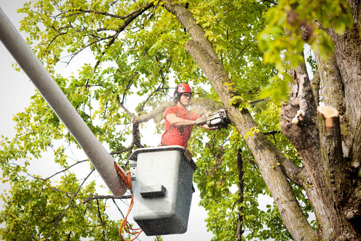 Professional Tree Services