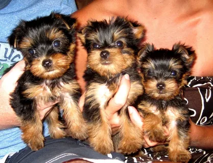 Yorkie puppy Sales