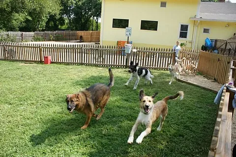 dog daycare services