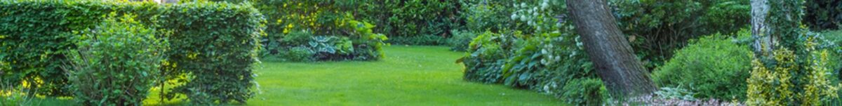 Garden clean up services