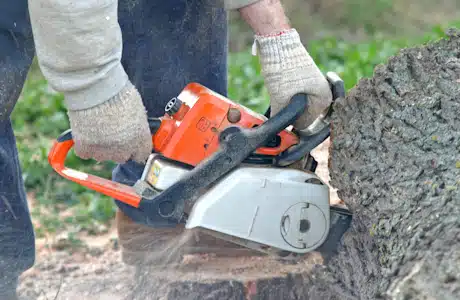 tree trimming dallas
