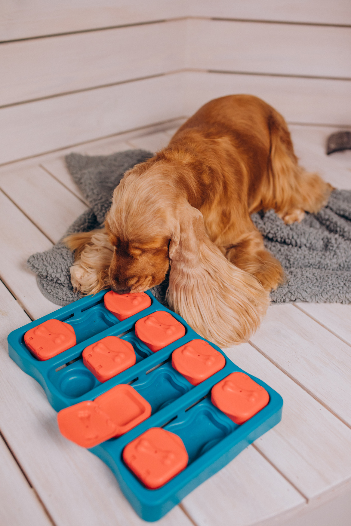 Pet Day Care