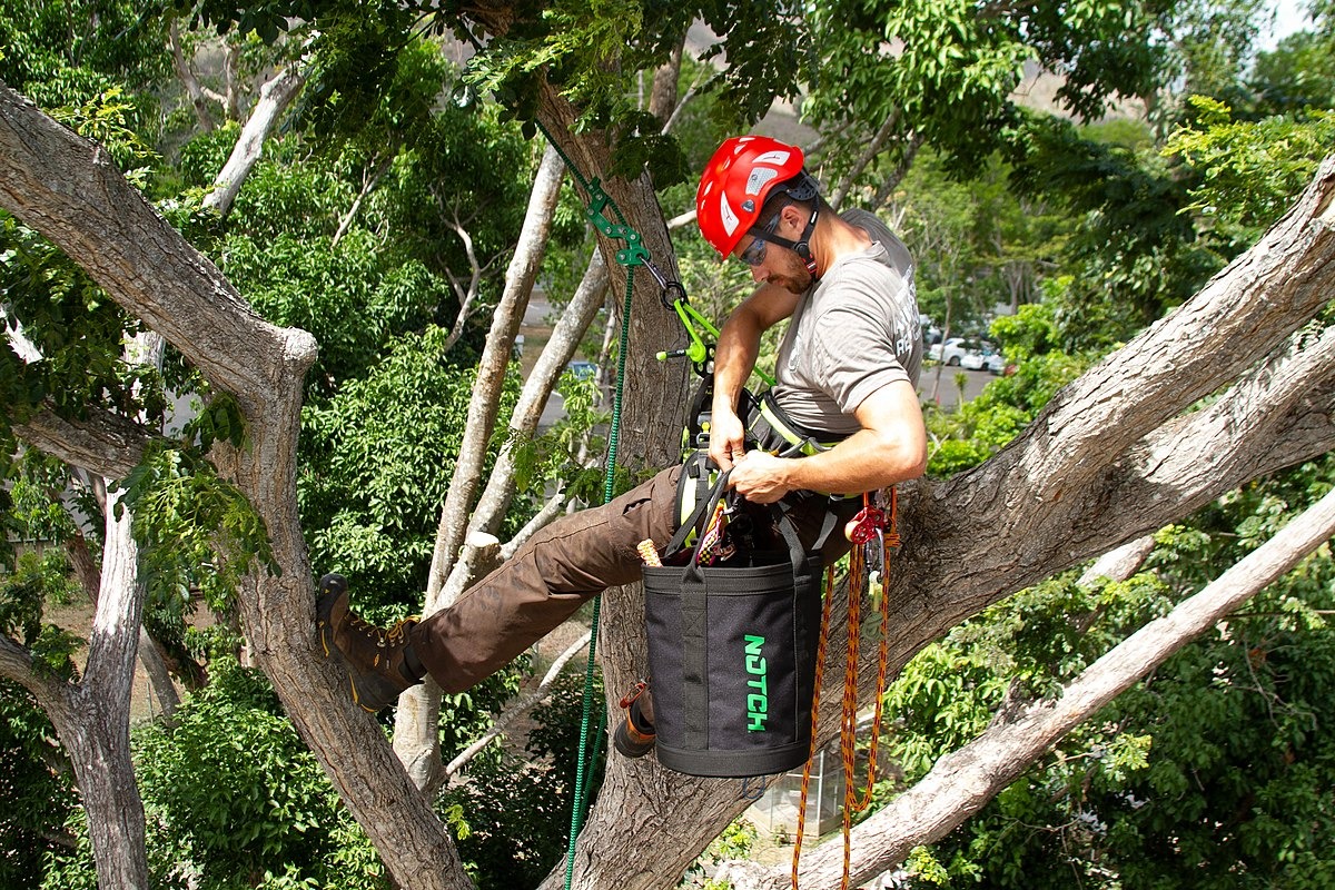 tree climbing West Fork AR