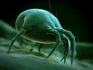 Dust Mite Allergy Control