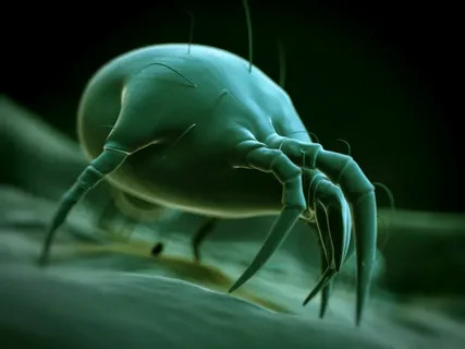 Dust Mite Allergy Control