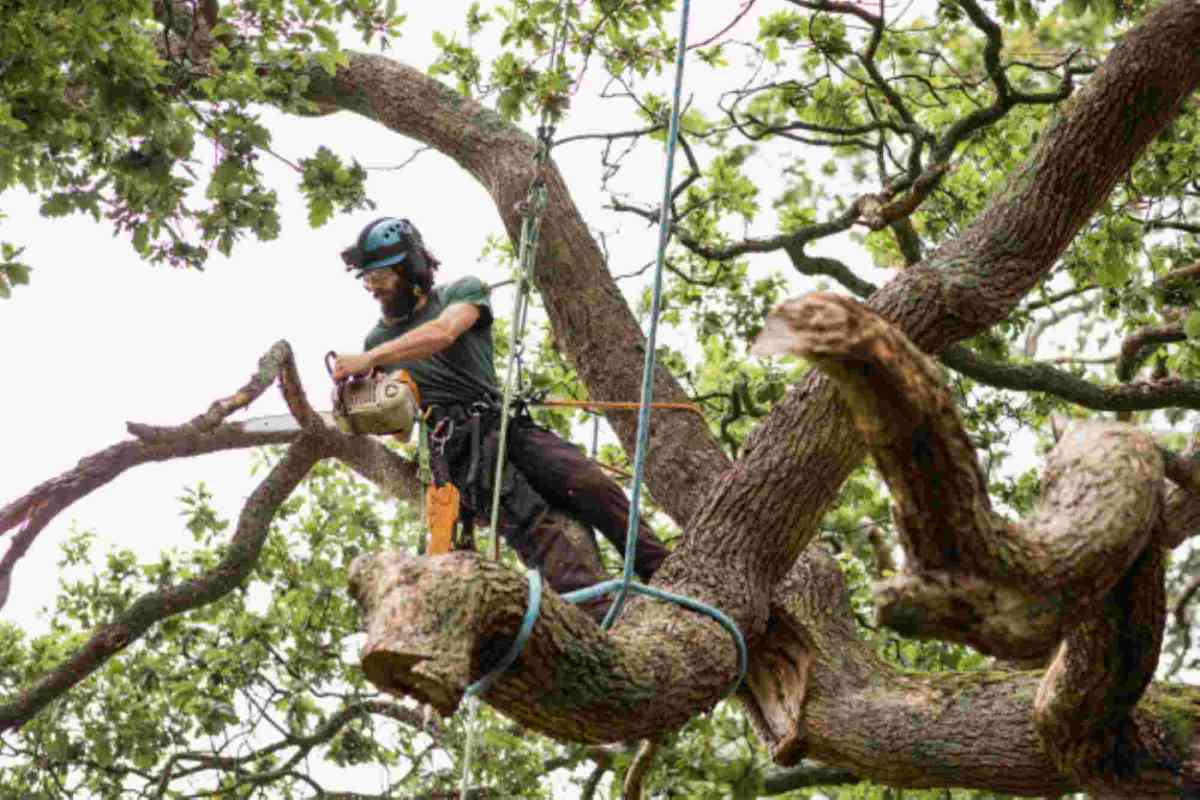 tree removala
