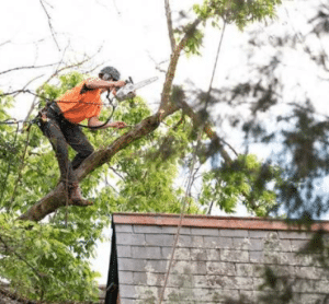 tree removal