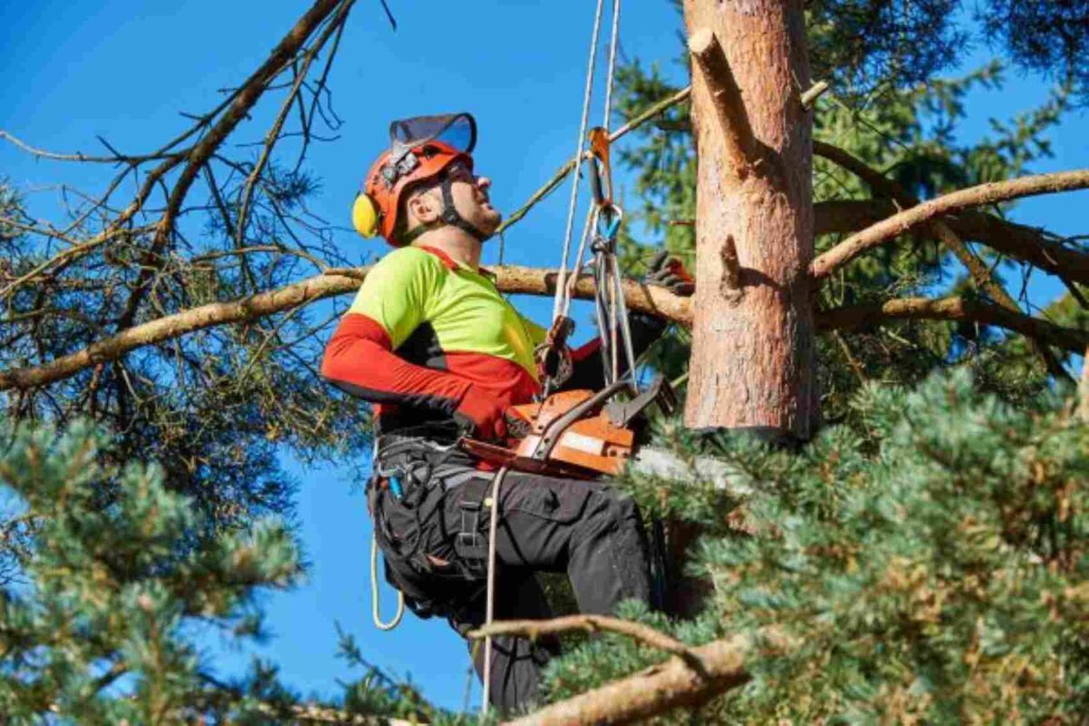 Tree Removal