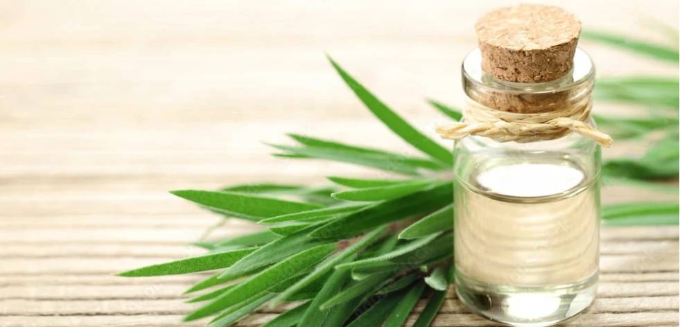Tea Tree Oil Bulk Suppliers