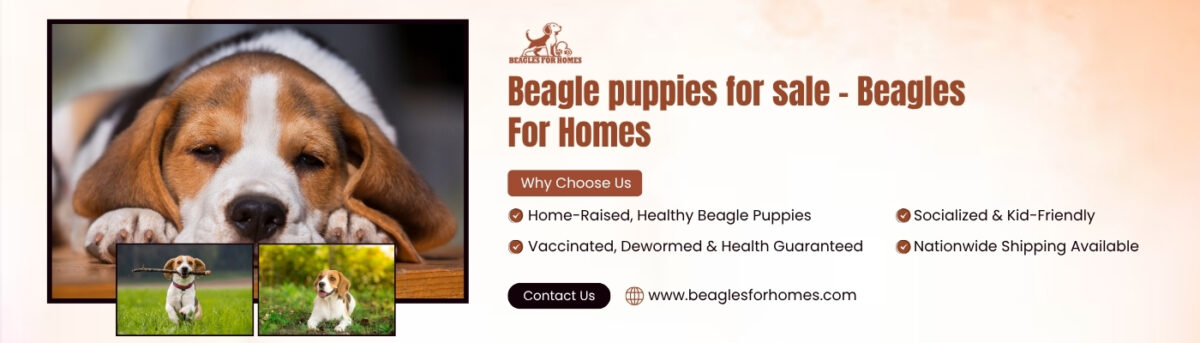 Beagle Puppy to Buy