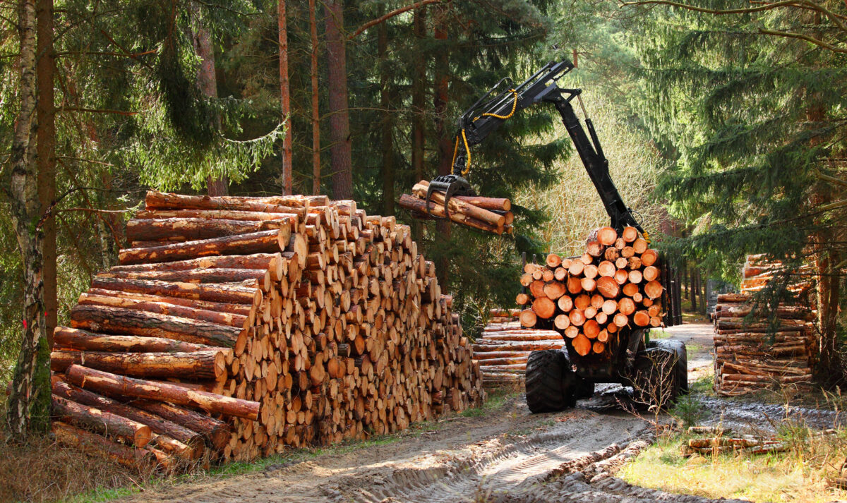 Jones Forestry Trusted Woodland & Firewood Services