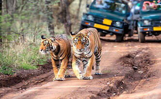 Ranthambore jeep safari timings
