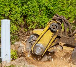 stump grinding