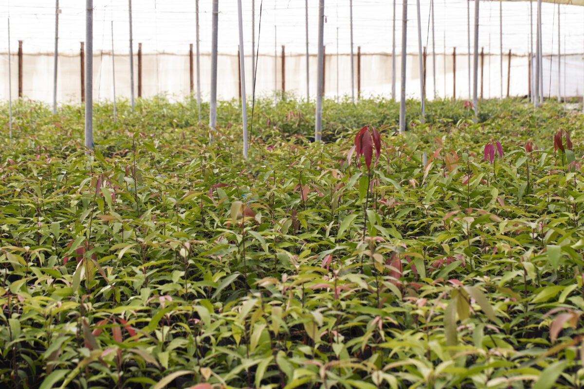 Moringa Processing Plant