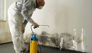 Mold Removal Service in Commerce