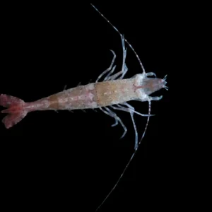Fu Manchu Shrimp For Sale