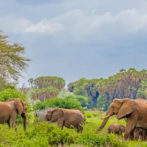 African Safaris and Tours
