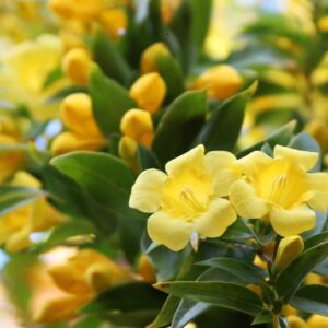 Yellow Carolina Jessamine