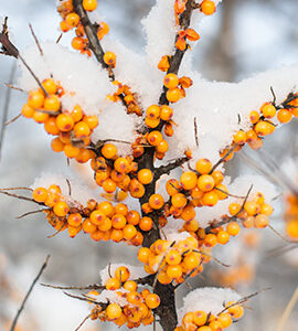 Sea Buckthorn Berry