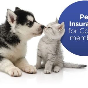 cheap pet insurance plans