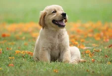 Revolutionizing Pet Waste Management: The Ultimate Guide to Gogostik
