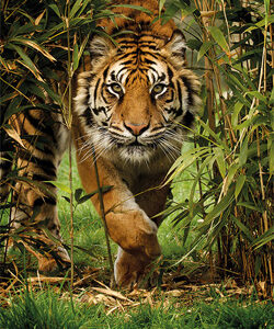 Ranthambore wildlife Sanctuary