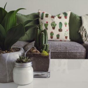 Plant Delivery Melbourne