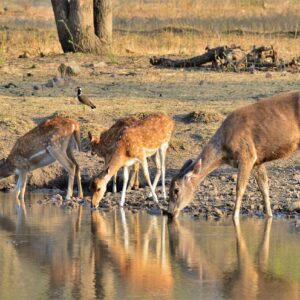 15 Days Wildlife Indian Tiger Trail Tour Package