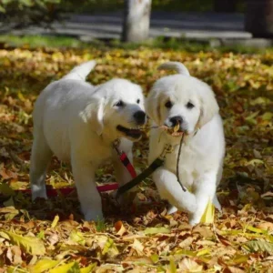 golden retriever breeder new jersey