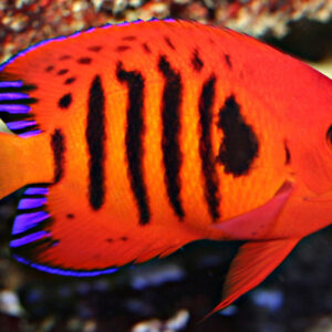 Flame Angelfish For Sale