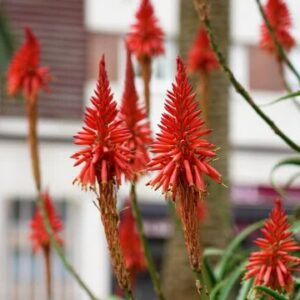 Aloe Vera Flowers care bloom guide