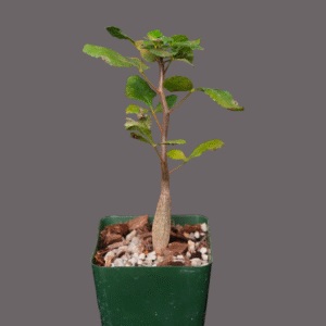 Bursera hindsiana