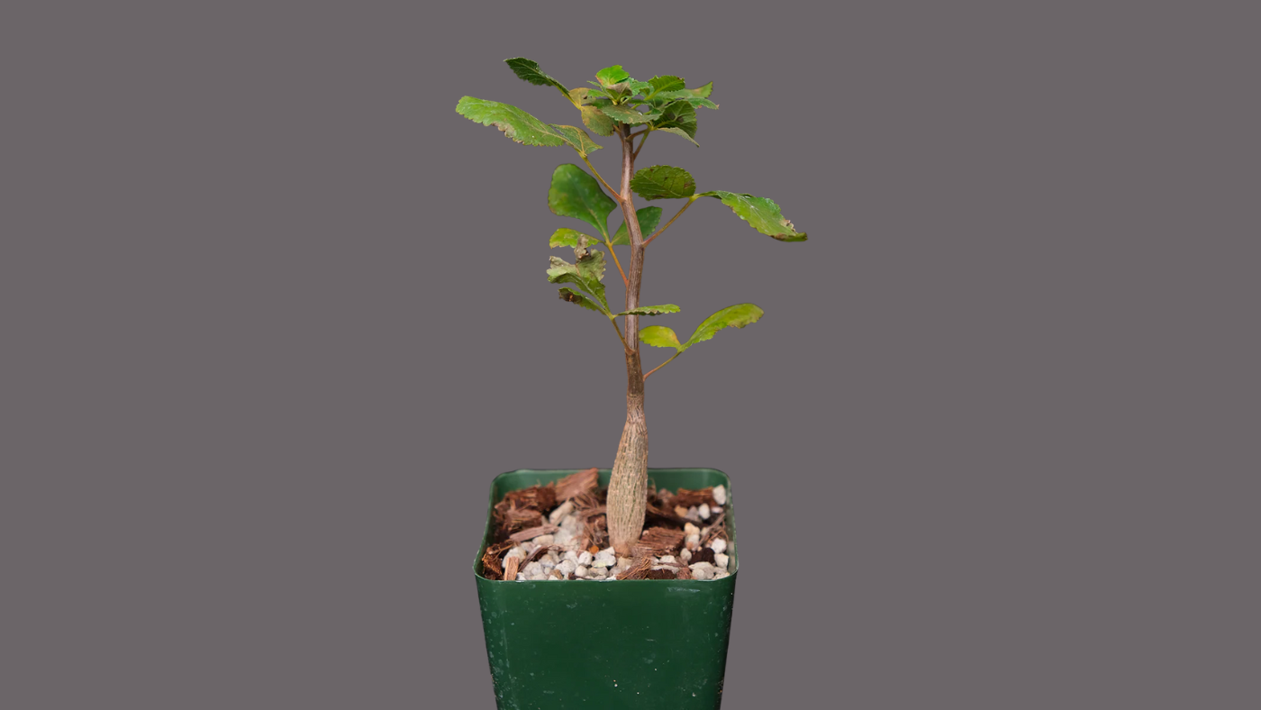 Bursera hindsiana