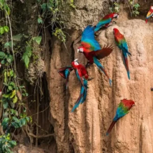 Manu Rainforest Tours