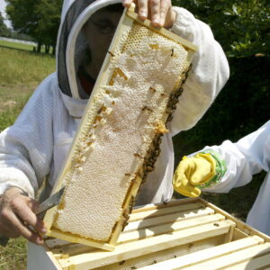 Can Bees Damage Your Home’s Insulation? Prevention and Solutions