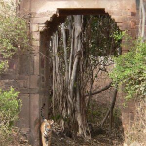 Best time to visit in Ranthambore