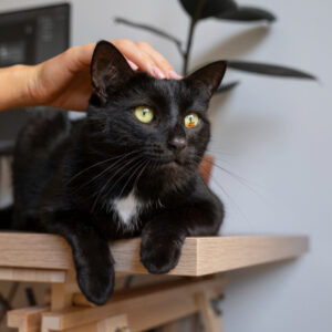 cat boarding west palm beach